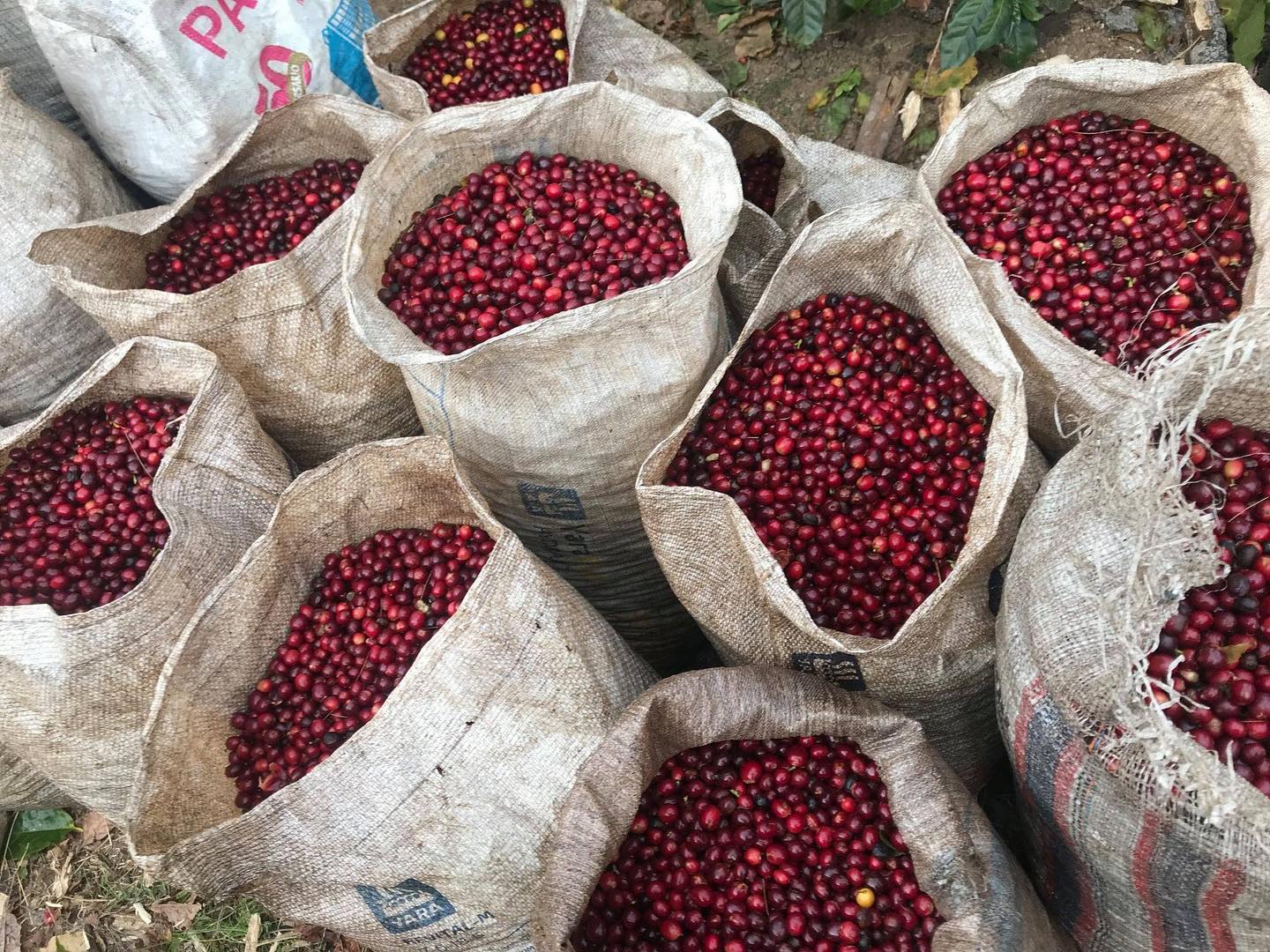 Roots Intango - Natural - Rwanda