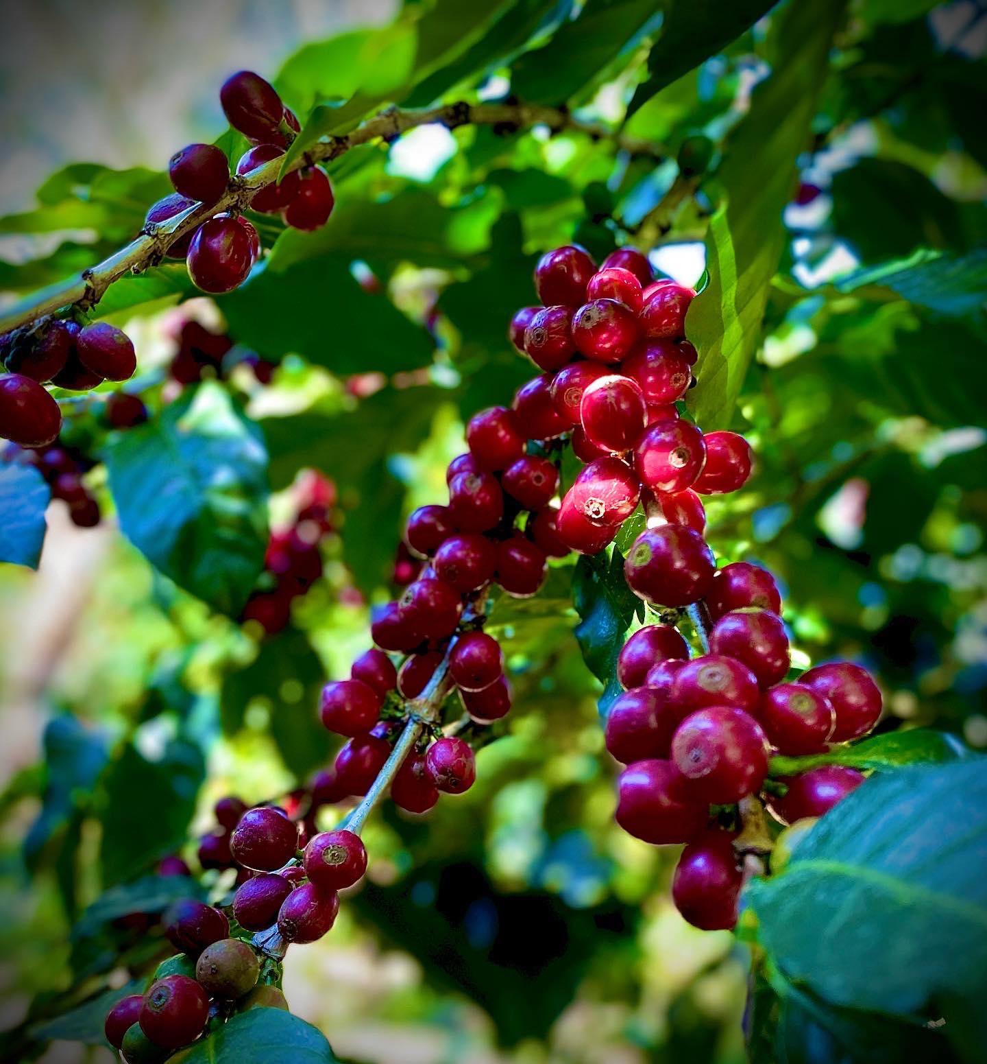 Don Alexis Black Honey Extended - Costa Rica