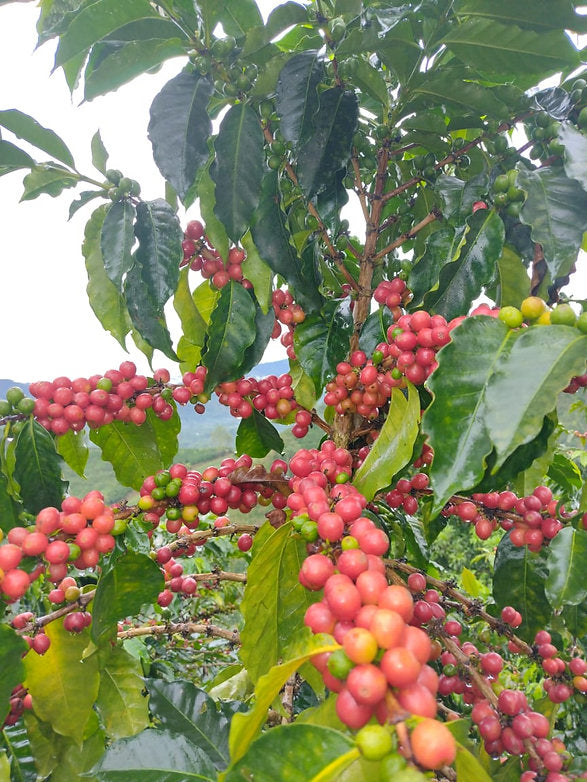 Huila Columbia - CANDY BLAST - Natural Process Co-Ferment