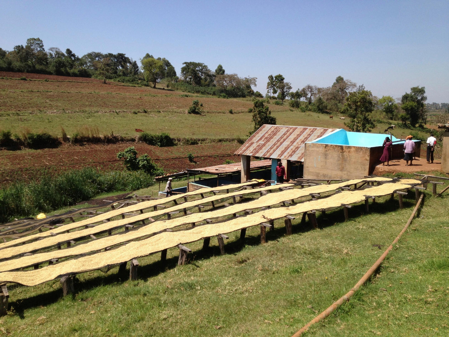 Sakami Ruby Red - Washed AA - Kenya