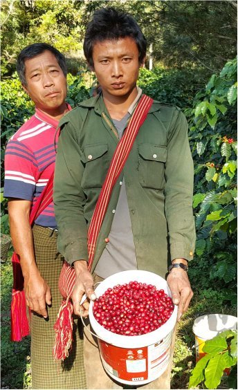 Indigo Mountain - Natural - Myanmar