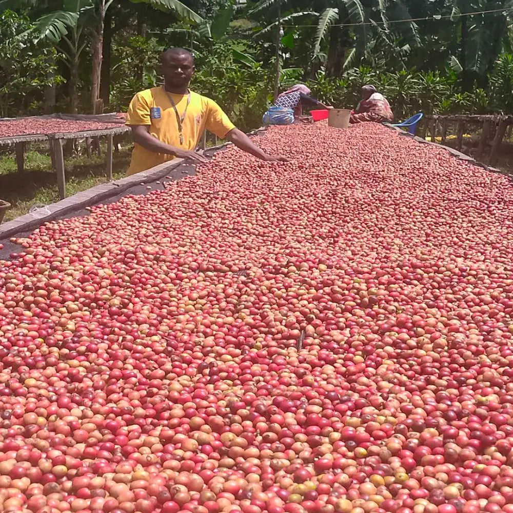 Tuinuane - Natural - DR Congo
