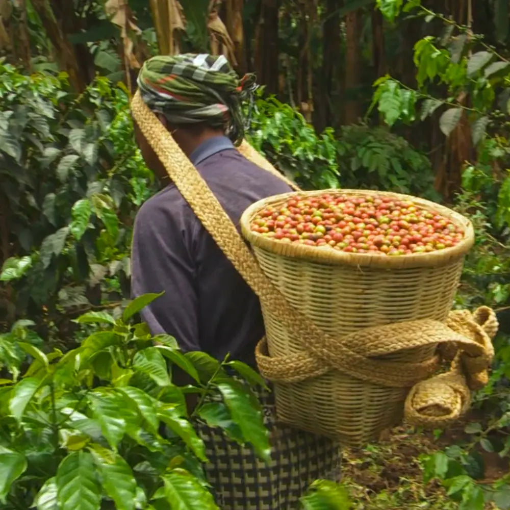 Tuinuane - Natural - DR Congo