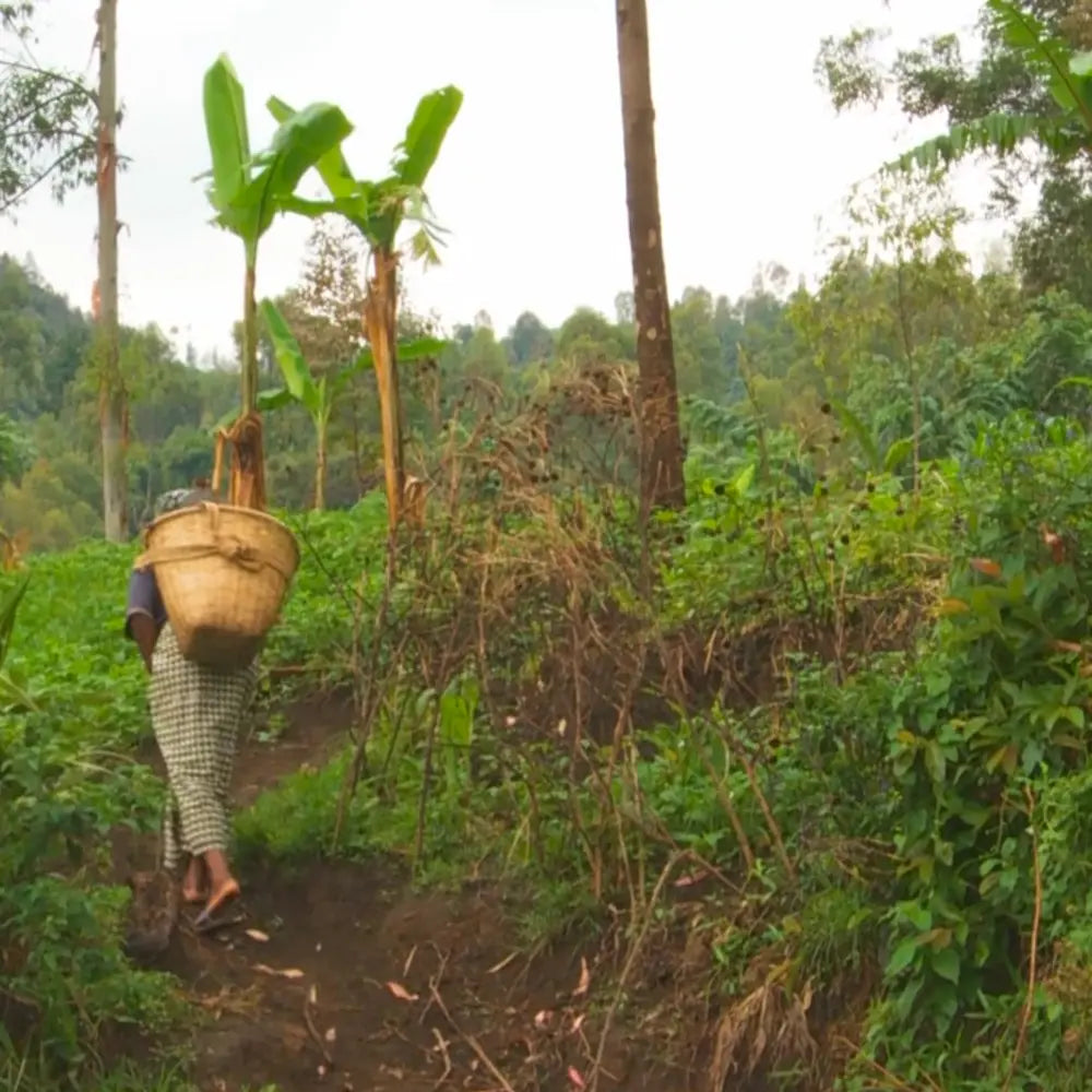 Tuinuane - Natural - DR Congo