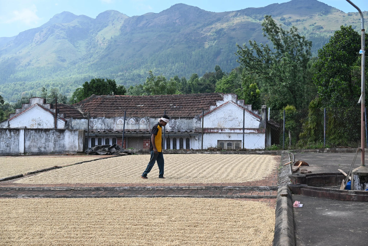 Krishnagiri Estate - Natural - India