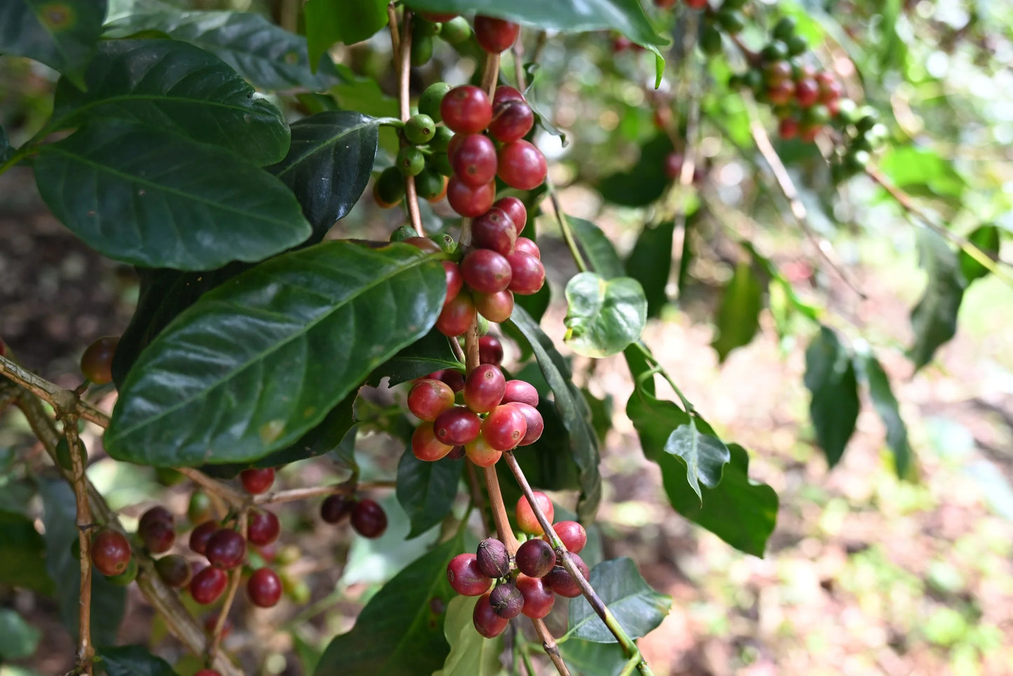 Krishnagiri Estate - Natural - India