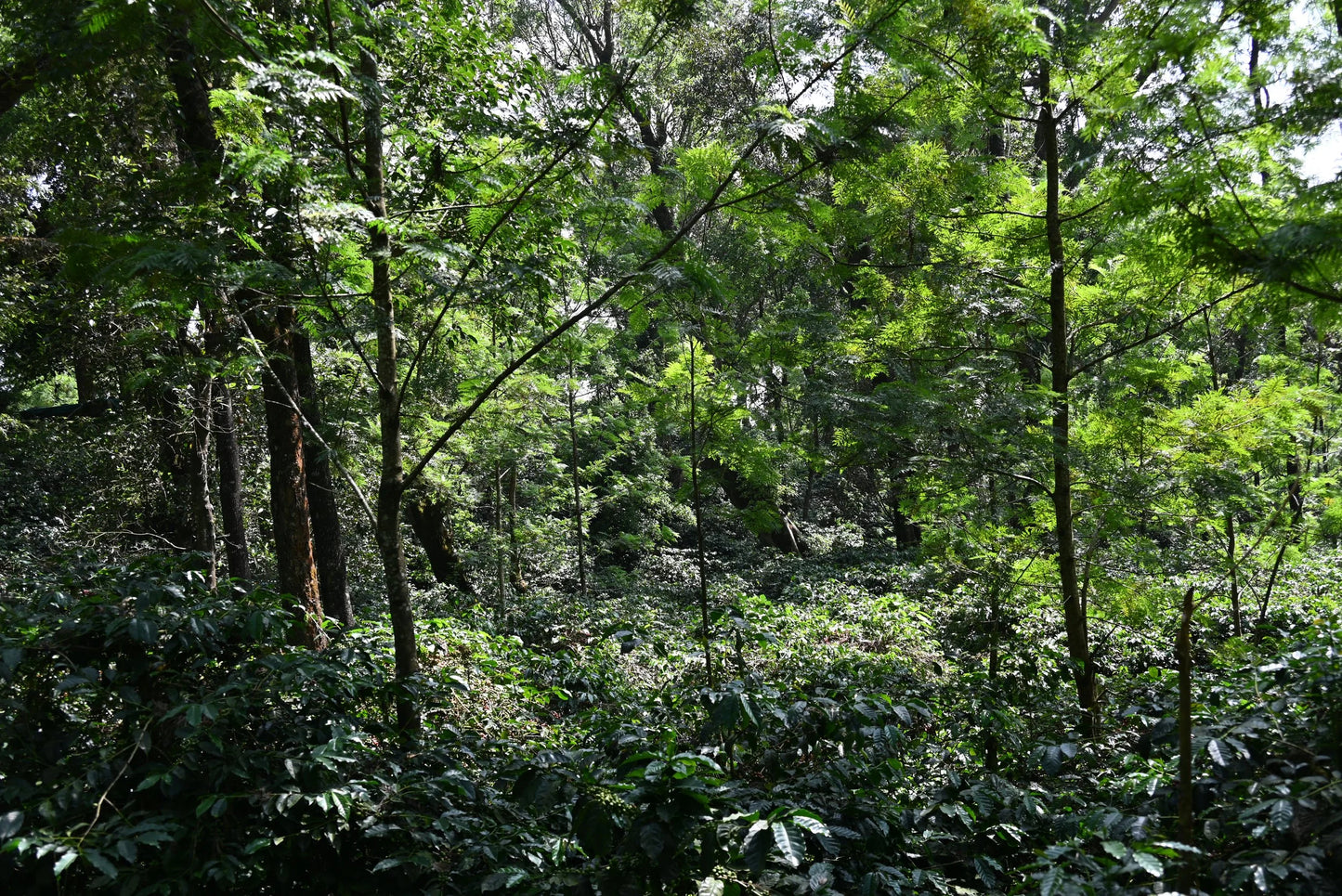 Krishnagiri Estate - Natural - India