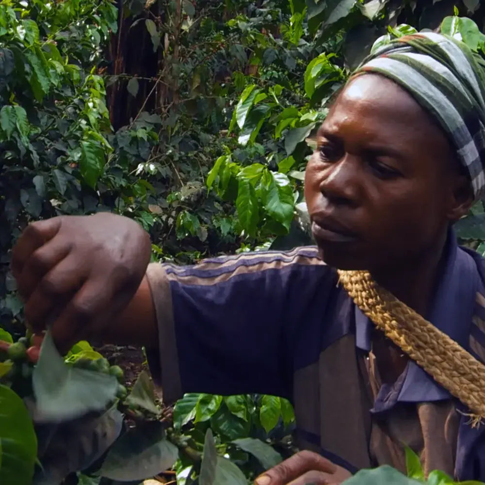 Tuinuane - Natural - DR Congo
