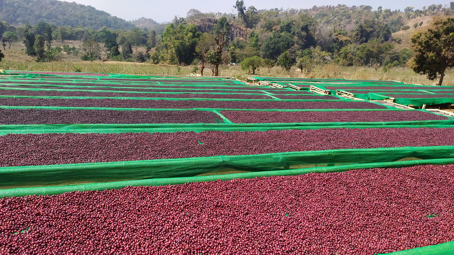 Indigo Mountain - Natural - Myanmar