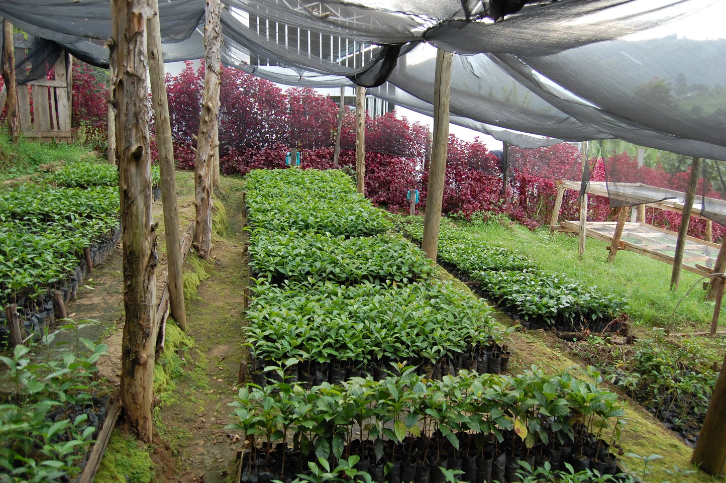 Sakami Rosebella - Washed AB - Kenya