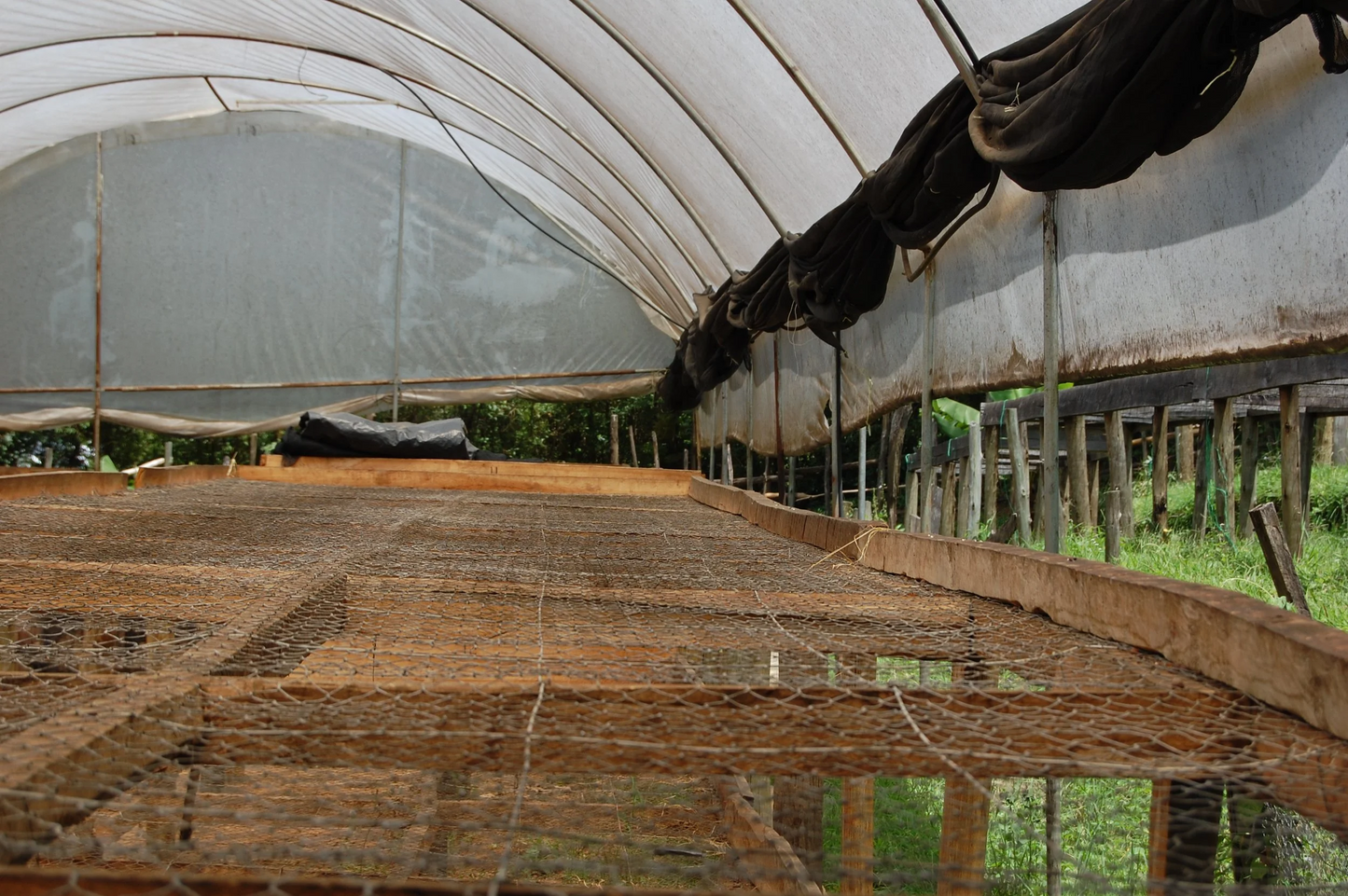 Sakami Rosebella - Washed AB - Kenya